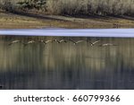 Canadian geese flying low in formation over Mill Meadow Reservoir in Fishlake National Forest in Utah