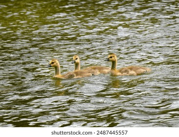 Canadian Geese goslings swim close together on a lake in Kansas.   - Powered by Shutterstock