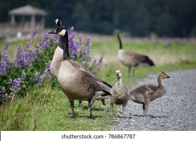 Canadian Geese With Goslings Walking And Searching For Food During Spring Season. Wildlife At The Nisqually National Wildlife Refuge, WA. 