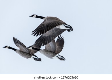 Canadian Geese Hanging Out