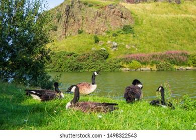 Canadian Geese Laying At Dunsapie Loch In Edinburgh