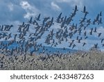 Canadian geese in McFadden Marsh, Oregon