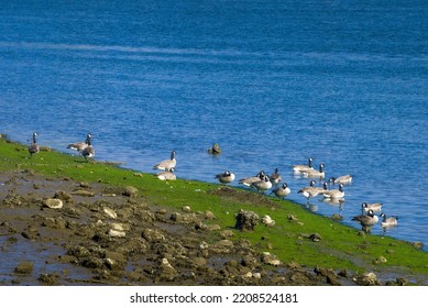 Canadian Geese On A Green, Mossy Shore Of The Blue Duwamish River