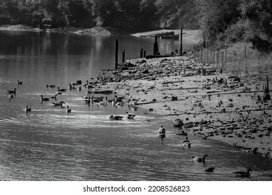 Canadian Geese On The Industrial Shore Of The Duwamish River In Its Polluted Area