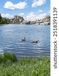Canadian Geese on Sylvan Lake in Custer State Park, Black Hills South Dakota