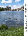 Canadian Geese on Sylvan Lake in Custer State Park, Black Hills South Dakota