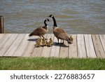 Canadian geese parents and their little goslings enjoying a beautiful spring day at Elk Neck State Park, in Cecil County, Maryland.