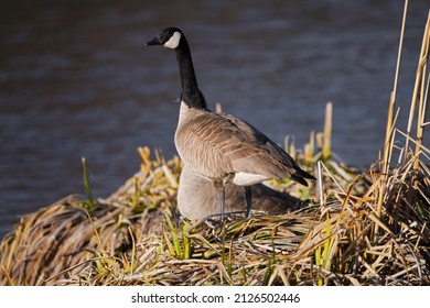 Canadian Geese Preparing A Nest 2