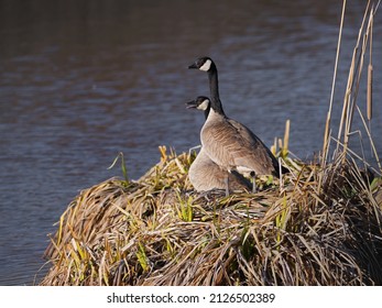 Canadian Geese Preparing A Nest.