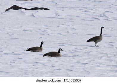 Canadian Geese Resting On A Frozen Arctic Pond In Spring Before The Snow Melts.