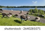 Canadian geese at Scottish loch side grazing on grass