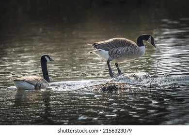 Canadian Geese Searching To Build A Nest After Mating