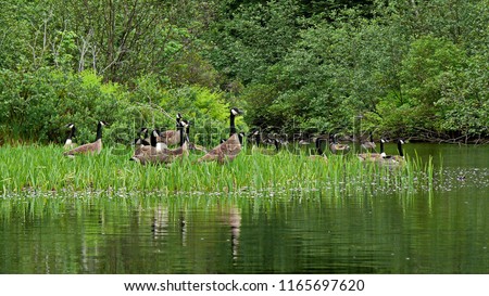 Canadian geese standing on the bank of a lake. In Québec they call them 