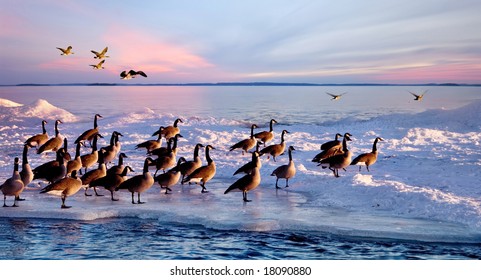 Canadian Geese Stay In Winter At The Beach Of Lake Ontario