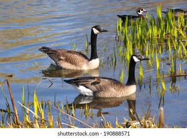 Canadian Geese In Swamp Area