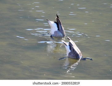           
Canadian Geese Synchronized Diving Activity