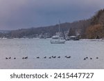 Canadian geese wade in the cold waters of Cayuga Lake, one of the Finger Lakes of New York State, as a moored sailboat floats in the background. 