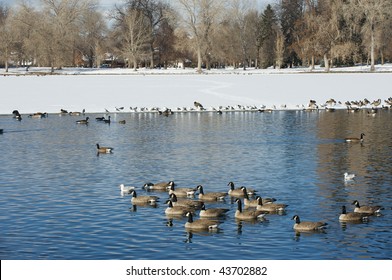 Canadian Geese In The Water At Washington Park In Denver Colorado.