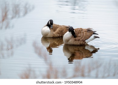 Canadian Geese In Winter Pond.