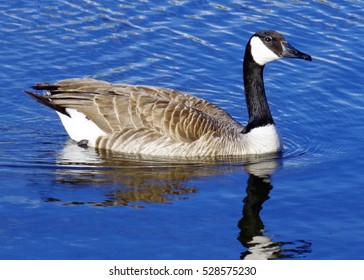 Canadian Goose