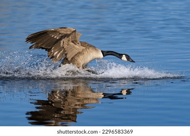 Una oca canadiense que llega a un desembarco en un lago a gran velocidad, haciendo un gran salpicón en el agua.