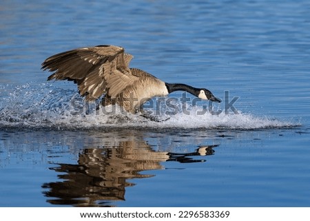 A Canadian Goose coming in for a landing in a lake at a high rate of speed, making a big splash in the water.