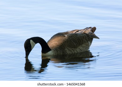 Canadian Goose Drinking In Silhouette