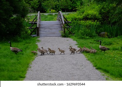 Canadian Goose Family Crossing A Path In Stanley Park Vancouver BC Canada