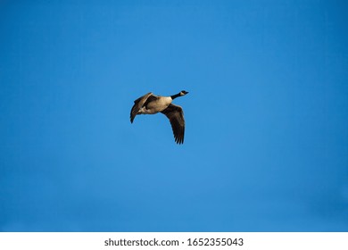 Canadian Goose In Flight Over Lake