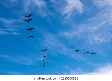 Canadian Goose Flock Flying In The Sky