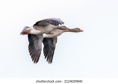 Canadian Goose Flying Away In Nature