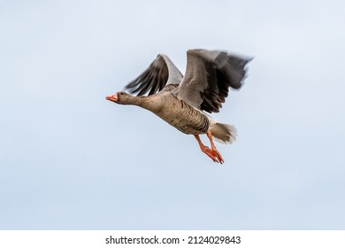 Canadian Goose Flying Away In Nature