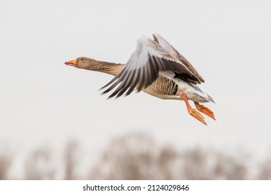 Canadian Goose Flying Away In Nature