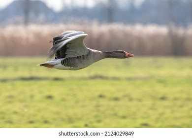 Canadian Goose Flying Away In Nature