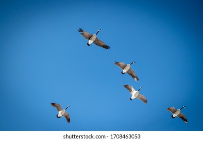 Canadian Goose Flying With Blue Sky