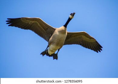 Canadian Goose Flying In A Clear Blue Sky