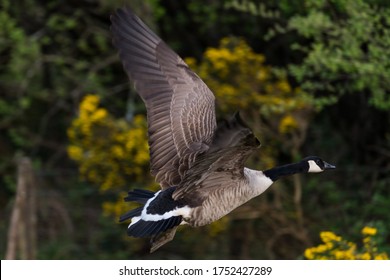 Canadian Goose Flying In Countryside