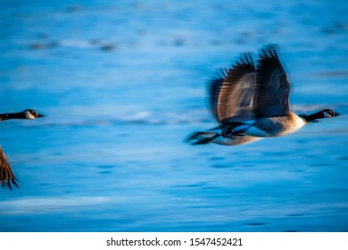 Canadian Goose Flying Motion Capture 