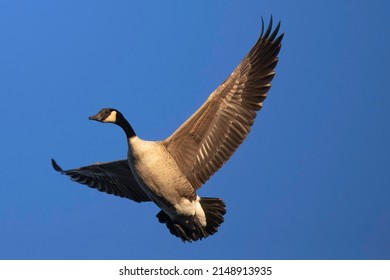 Canadian Goose Flying With Spread Wings