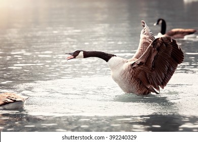 Canadian Goose Flying And Yelling