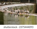 Canadian goose, geese, eating feeding in a lake along the edge of a concrete dam.
