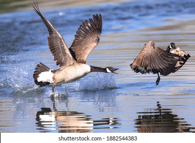 944 Aggressive Goose Images, Stock Photos & Vectors | Shutterstock