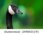 Canadian Goose Head Against Green Background   