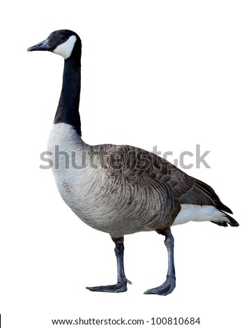 Canadian Goose isolated on white