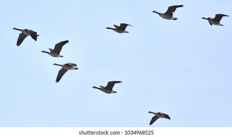 Envol Oiseaux Images Stock Photos Vectors Shutterstock