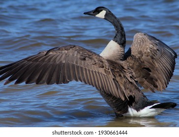 Canadian Goose On The Mad River