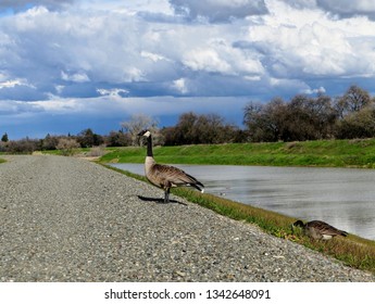 Canadian goose on top of a river levee - Shutterstock ID 1342648091