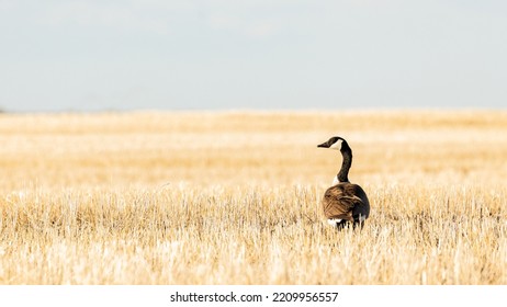 A Canadian Goose In A Prairie Field. 