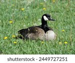 Canadian Goose Sitting in the Grass