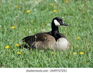 Canadian Goose Sitting in the Grass - Powered by Shutterstock